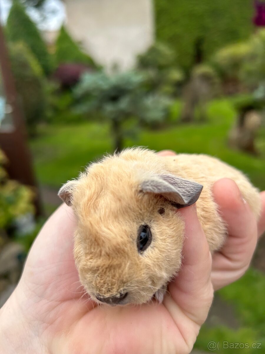 Morče US TEDDY
