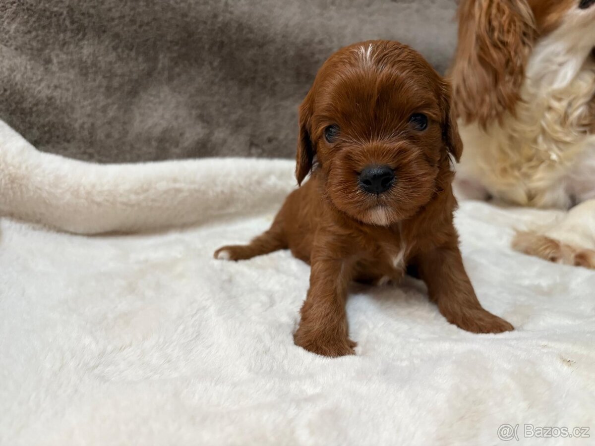 Cavapoo