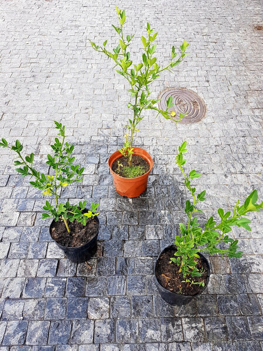 Citronečník Poncirus ,Trifoliata Citronečník trojliistý,keře