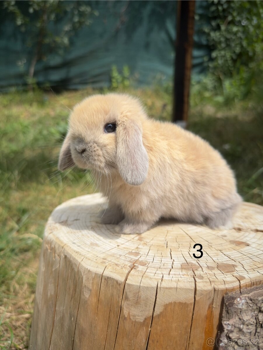 Minilop - zakrslý beránek