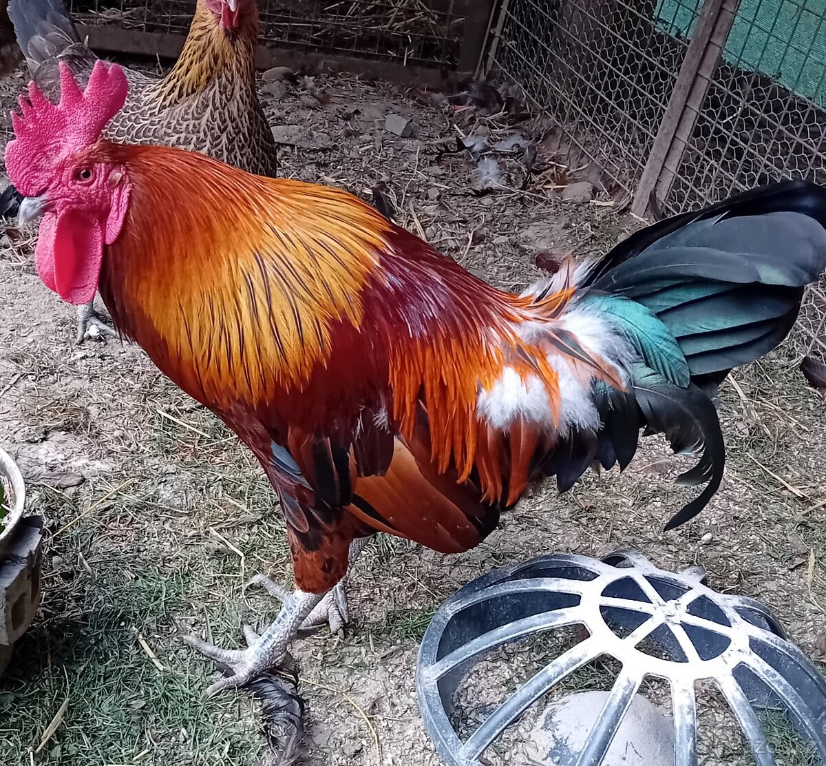 Kohout Česká kropenka