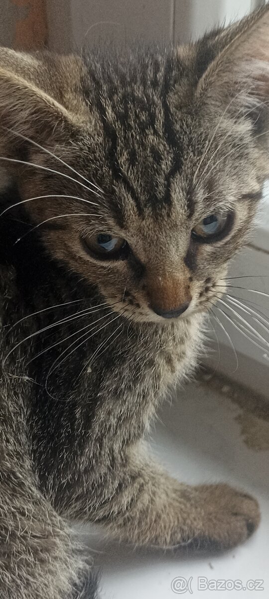 Přenecháme krásné koťátko sphynx X evropský kocour