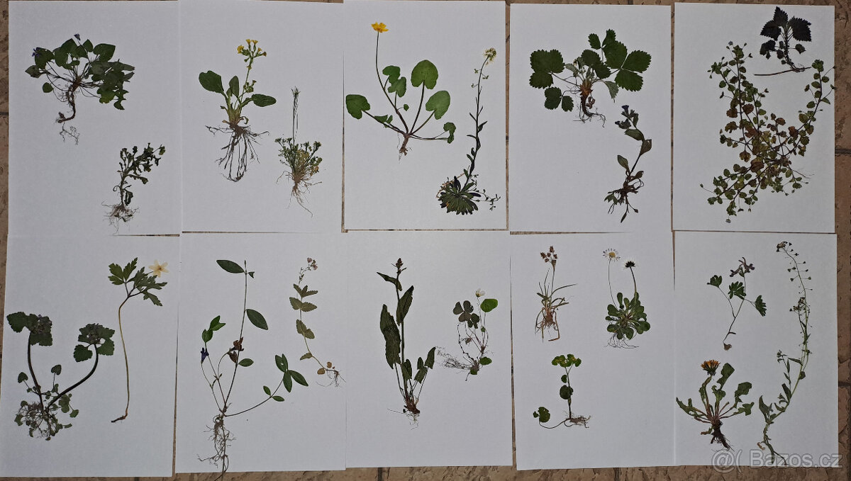 Herbář rostlin, IHNED.