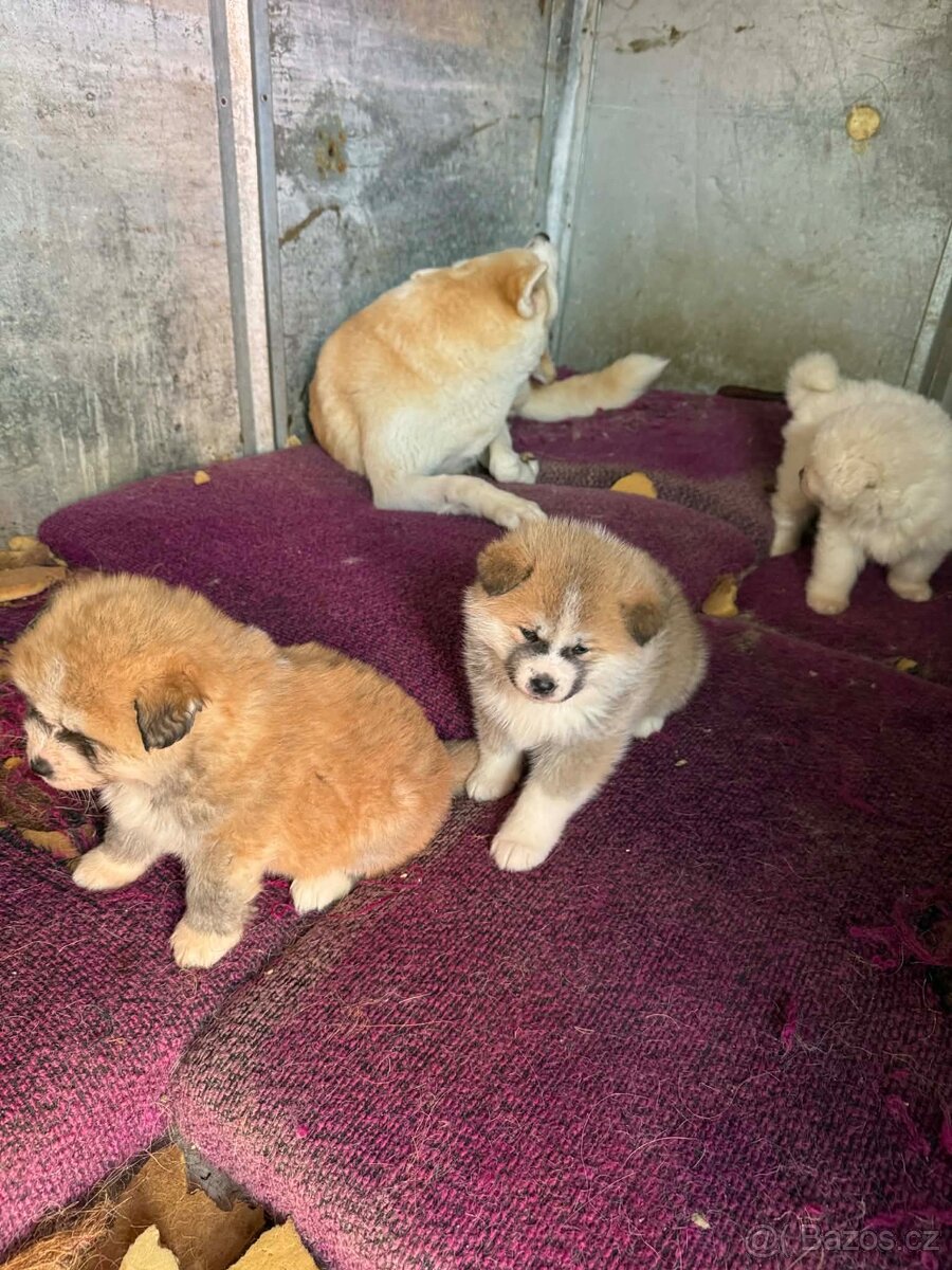 Štěňata Akita inu