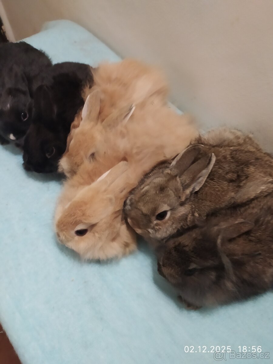 Zakrslí králíčci