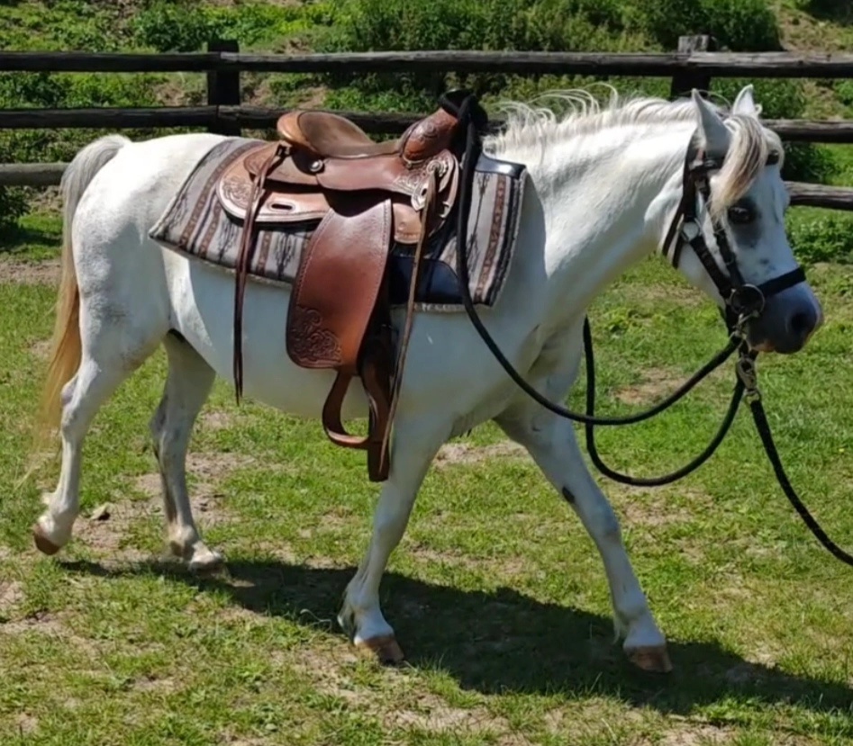 Welsh pony 120cm
