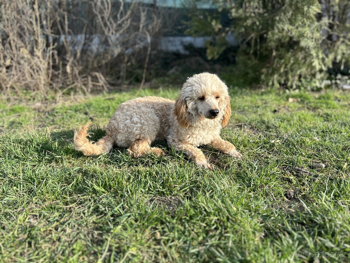 Pudlik