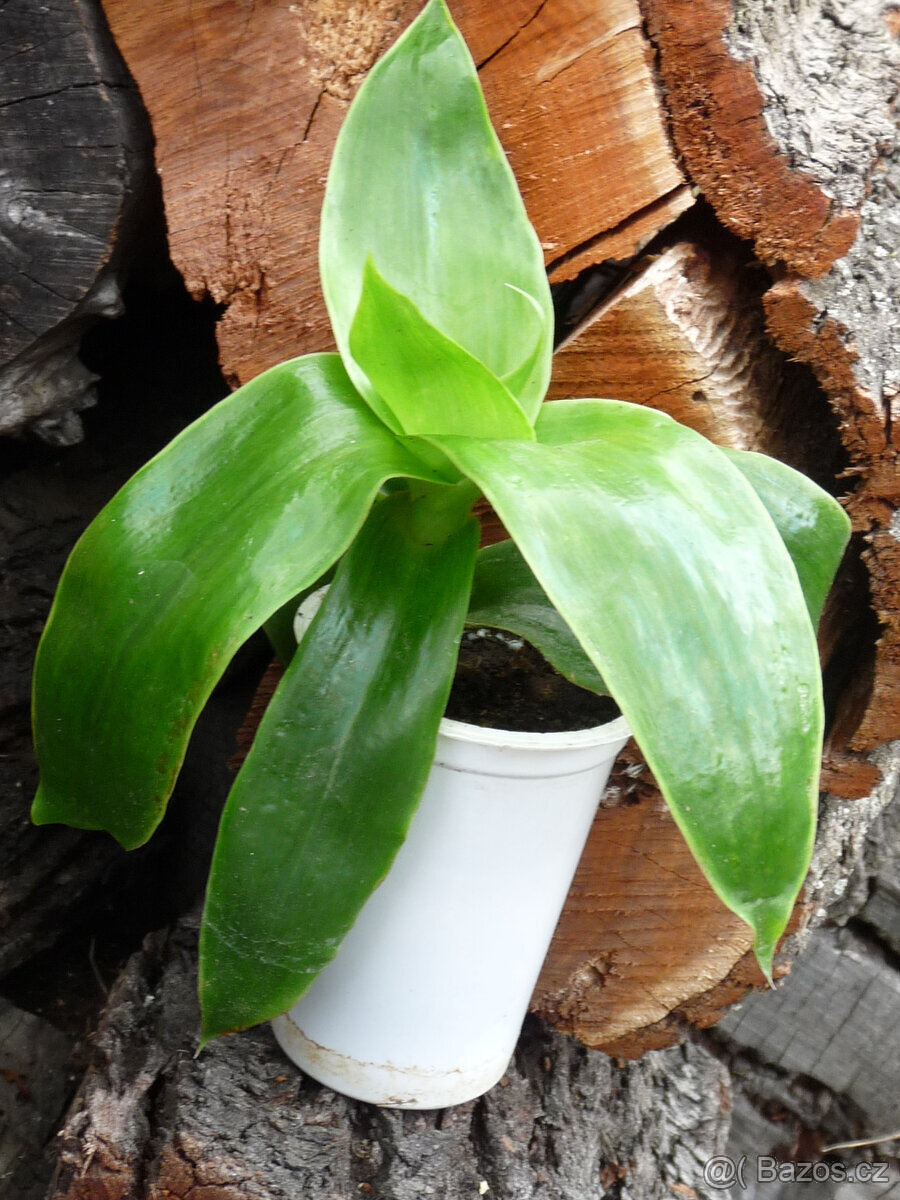 léčivá KALÍSIE vonná, ALOE