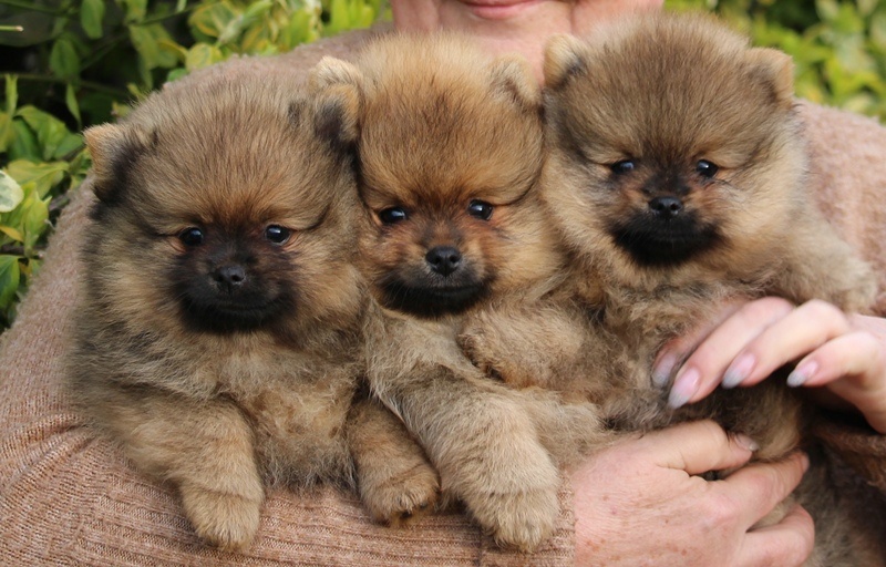 Pomeranian Boo