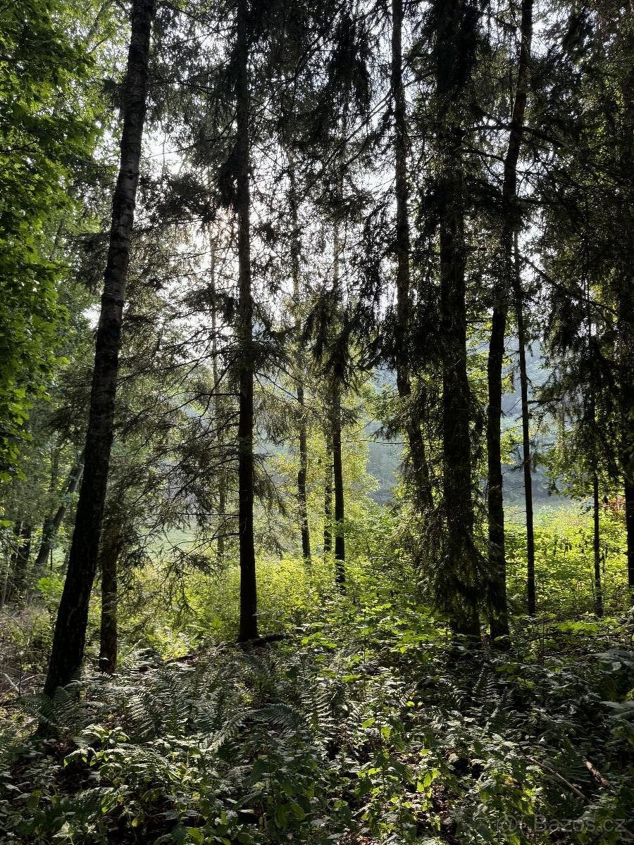 Prodám lesní pozemek v k.ú. Mšeno