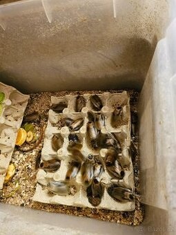 Šváb argentinský,prodej kolonie