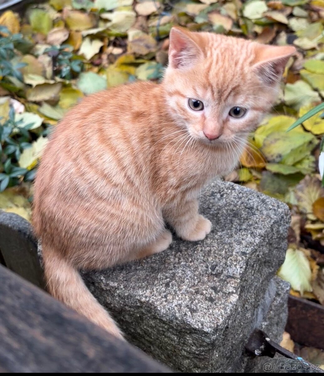 Daruji koťátka
