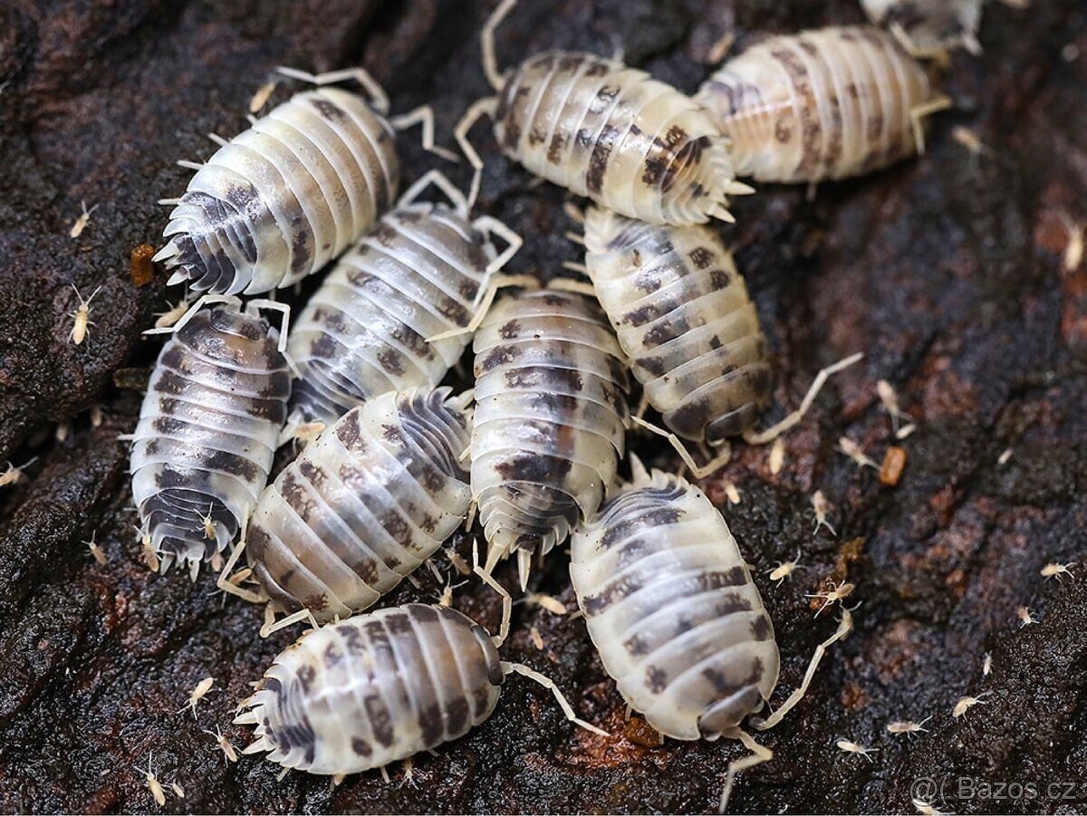 Isopody - stínky: Porcellio laevis