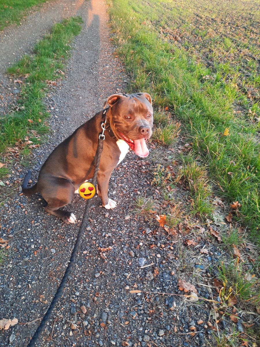 American Bully XL-krytí