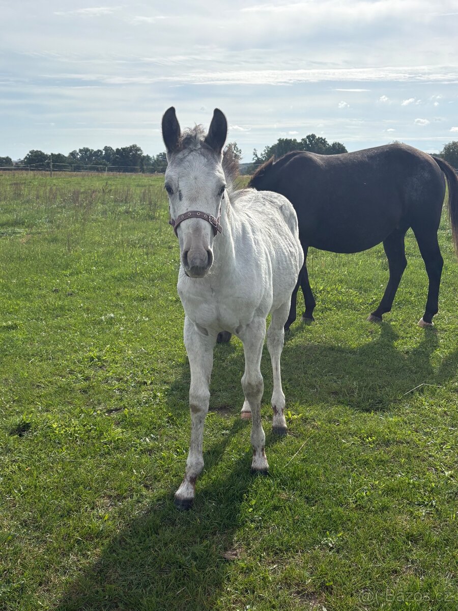 Hřebeček Appaloosa