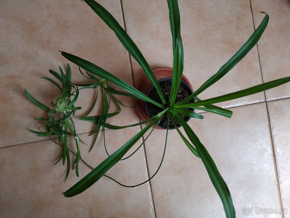 Pokojová květina Zelenec