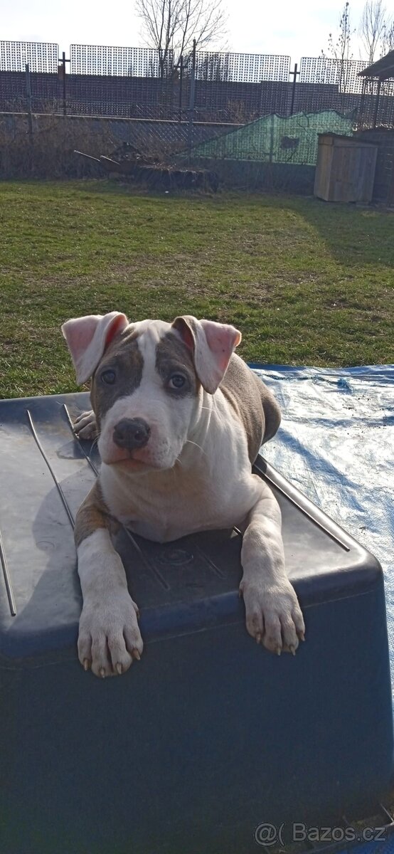 Štěně stafordšírský teriér