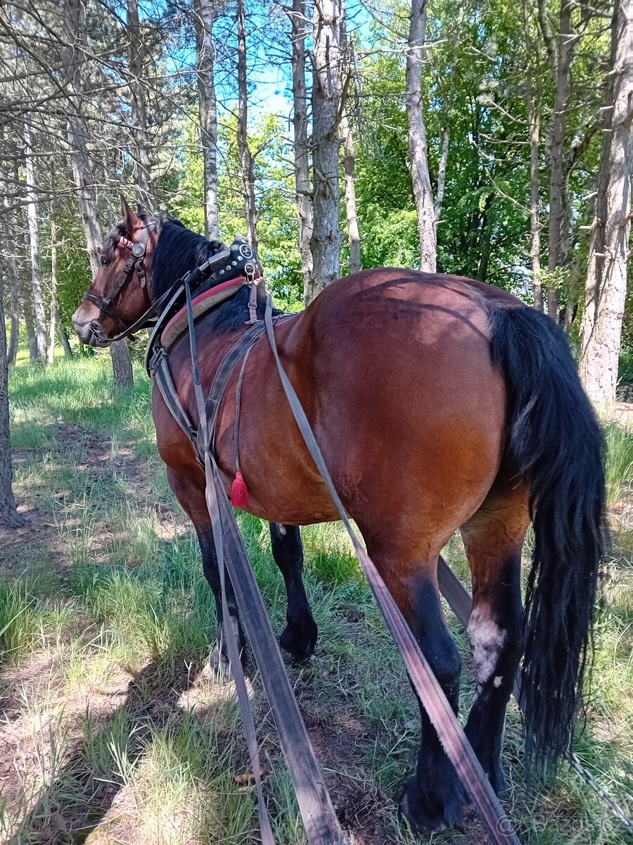 Norik