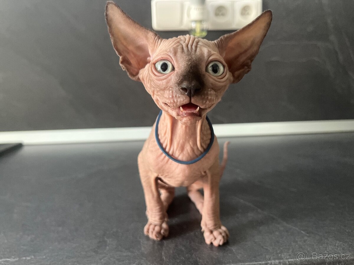 Sphynx