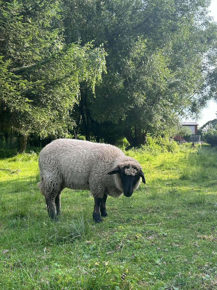 Jehňata suffolk