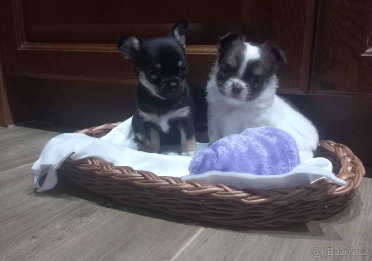 Pidi Čivava