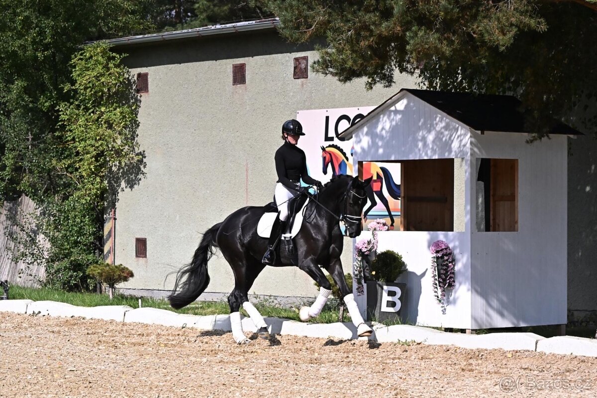 Drezurní klisna po fenomenálním hřebci Secret