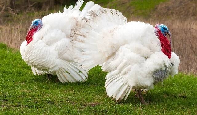 Vykrmené krůty a krocani....
