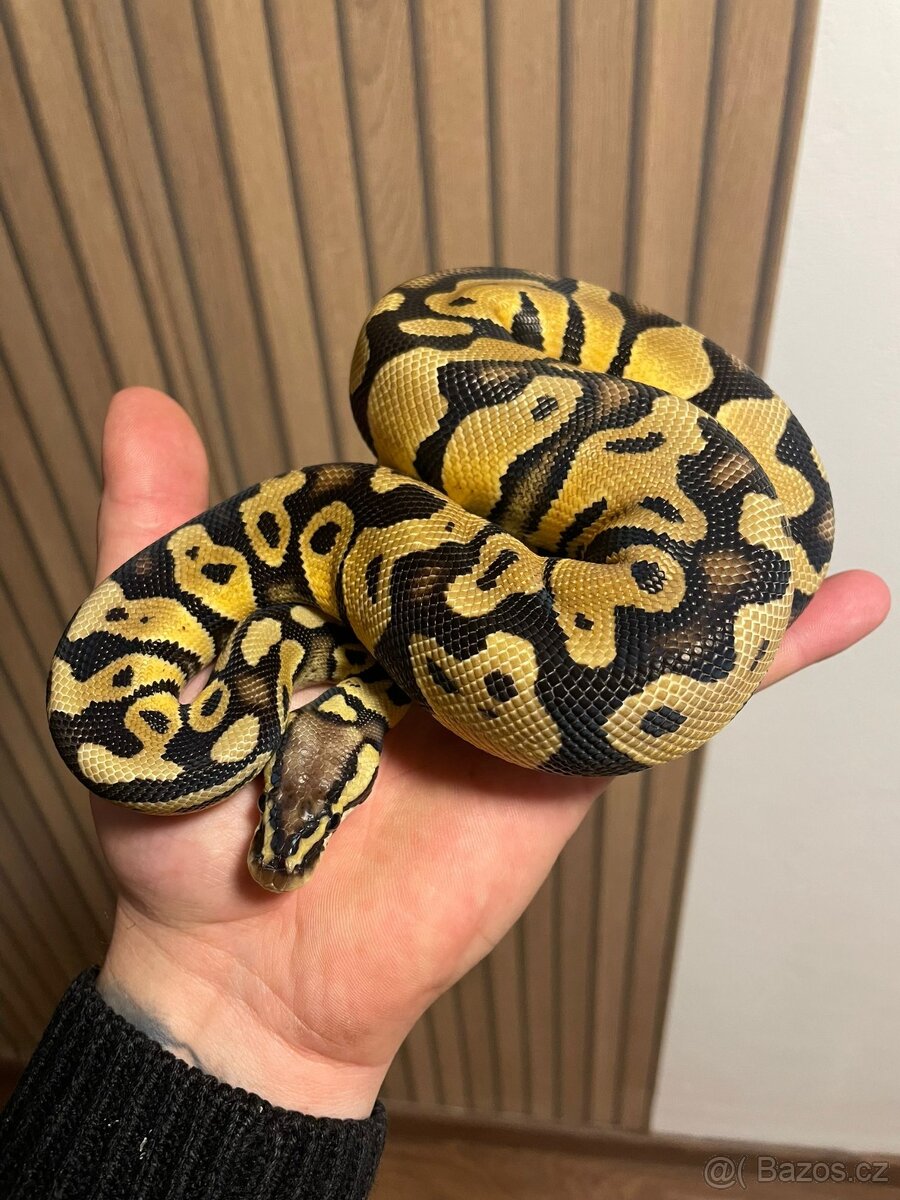 Krajta královská samec PASTEL