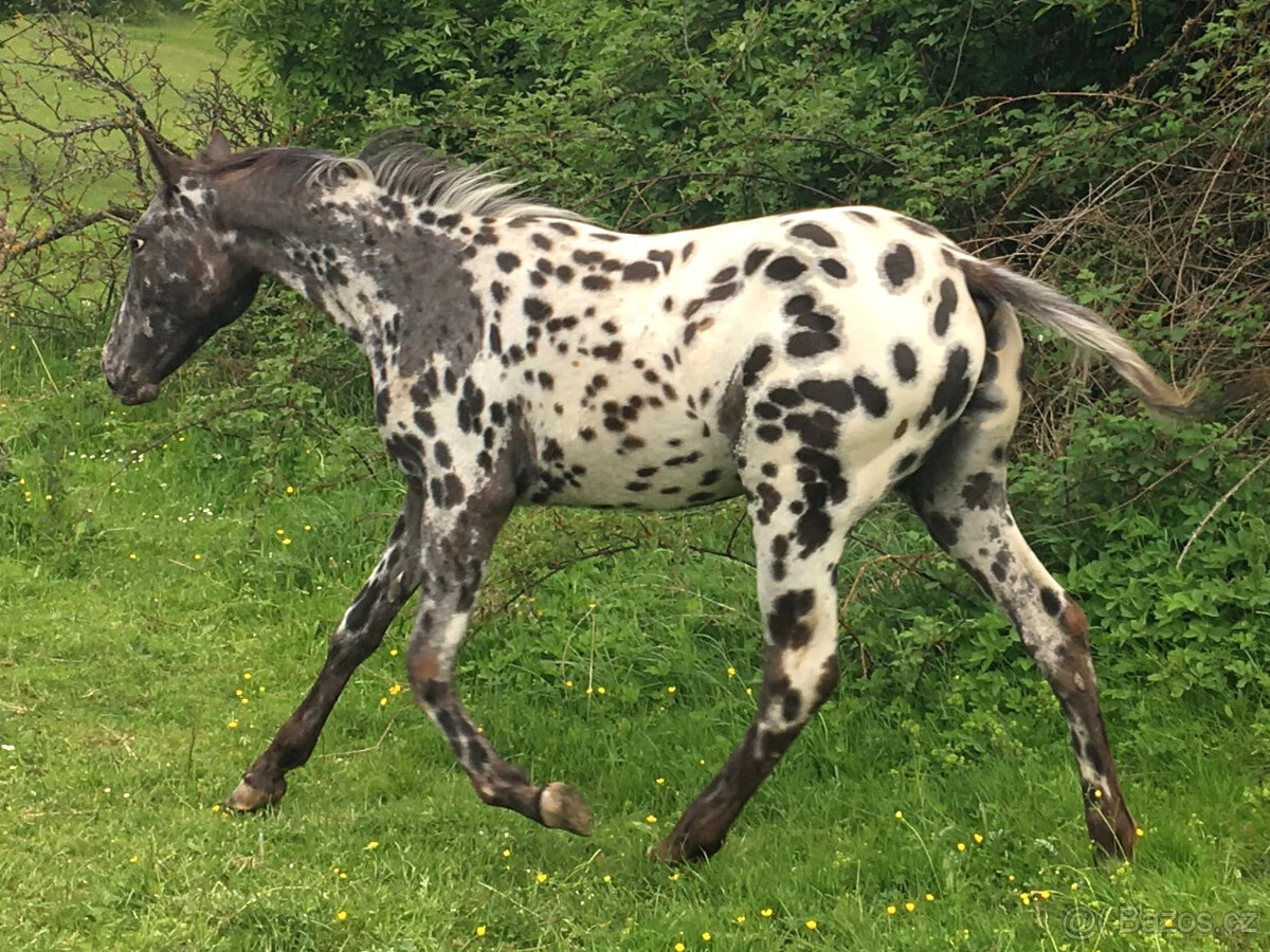 Appaloosa - klisna černý leopard