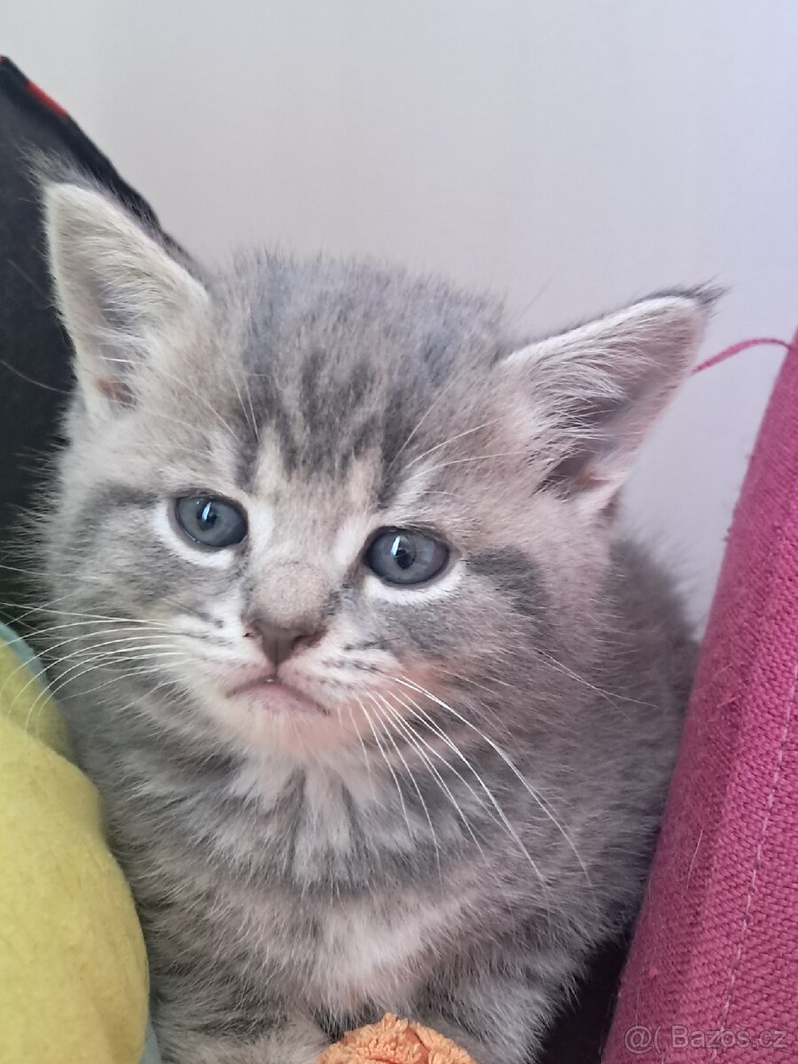 Whiskas