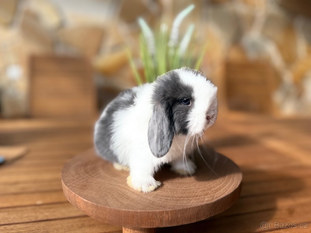 Minilop - zakrslý beránek