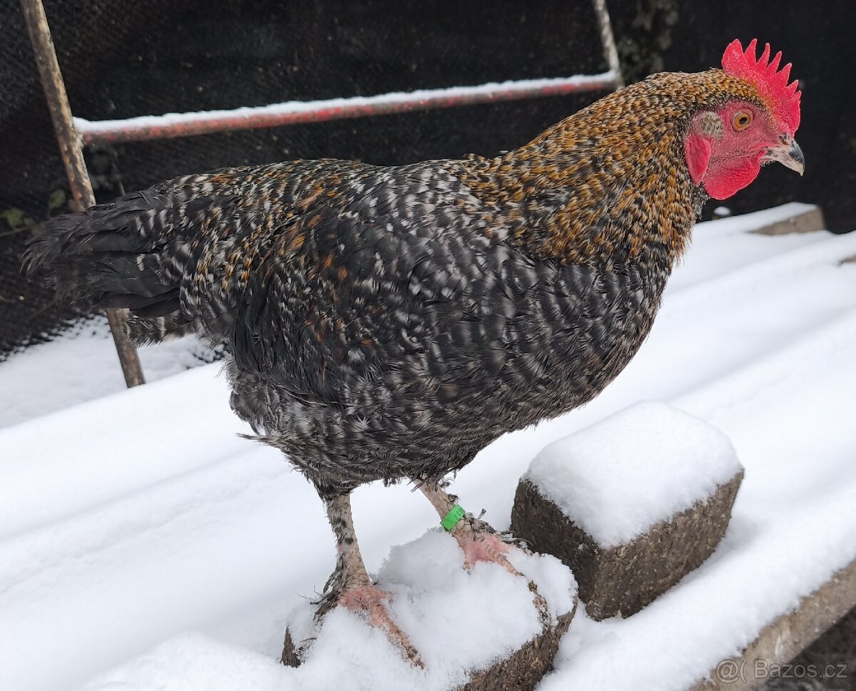 MLADÝ KOHOUT HLEDÁ NOVÝ DOMOV