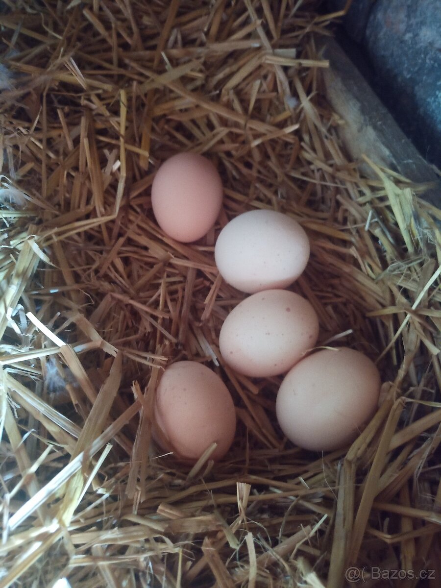 Vajíčka domácí