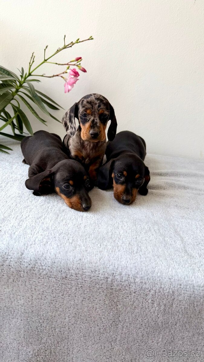 Jezevčík hladkosrstý trpasličí bez PP