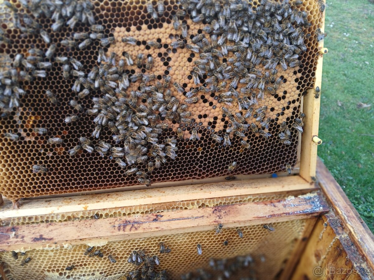 Vyzimovaná včelstva 39x24, plod již 2-3 rámky