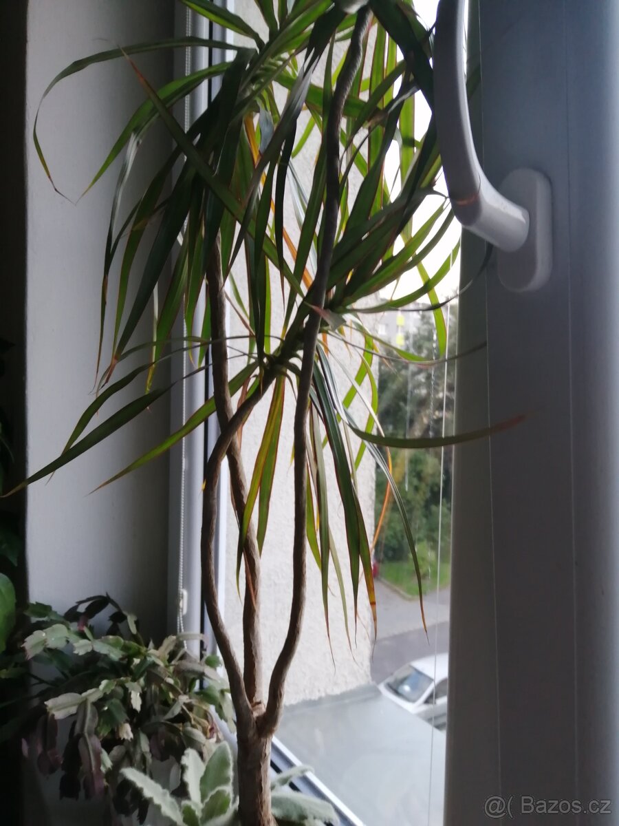 Prodám dracenu