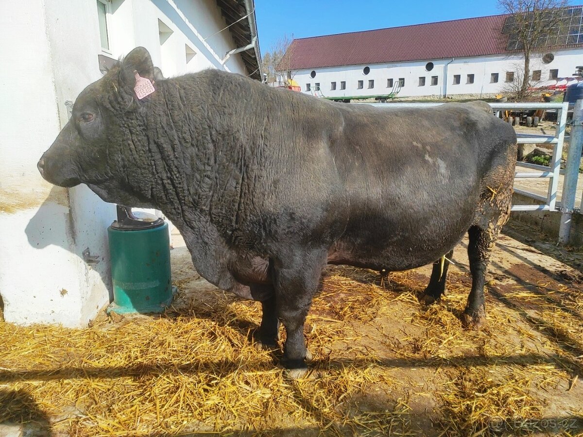 Plemenný býk Aberdeen Angus černý