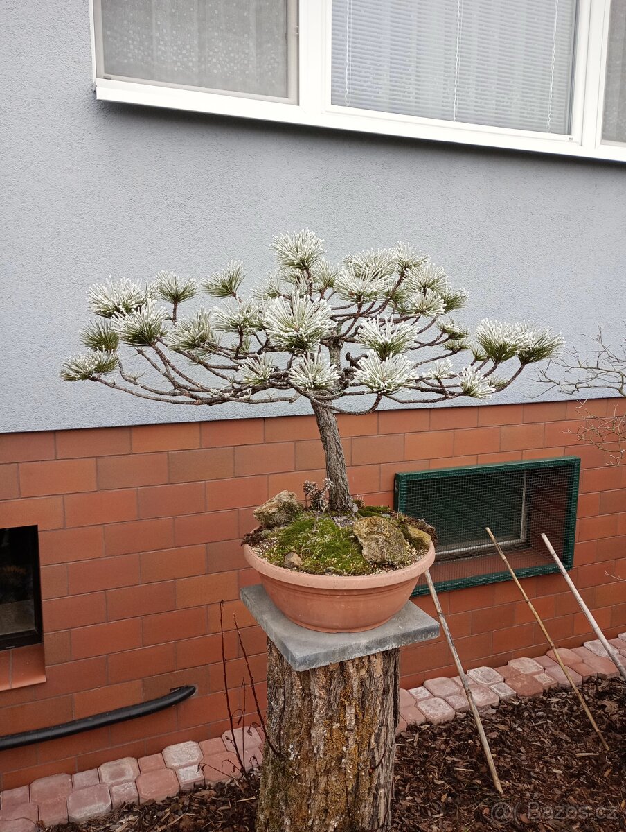 Borovice černá (Pinus nigra) bonsai