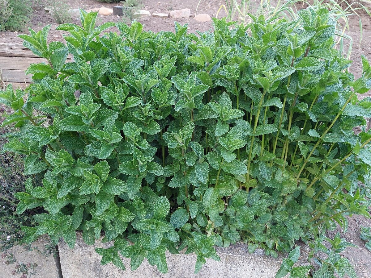 Velký keř Máty mojito