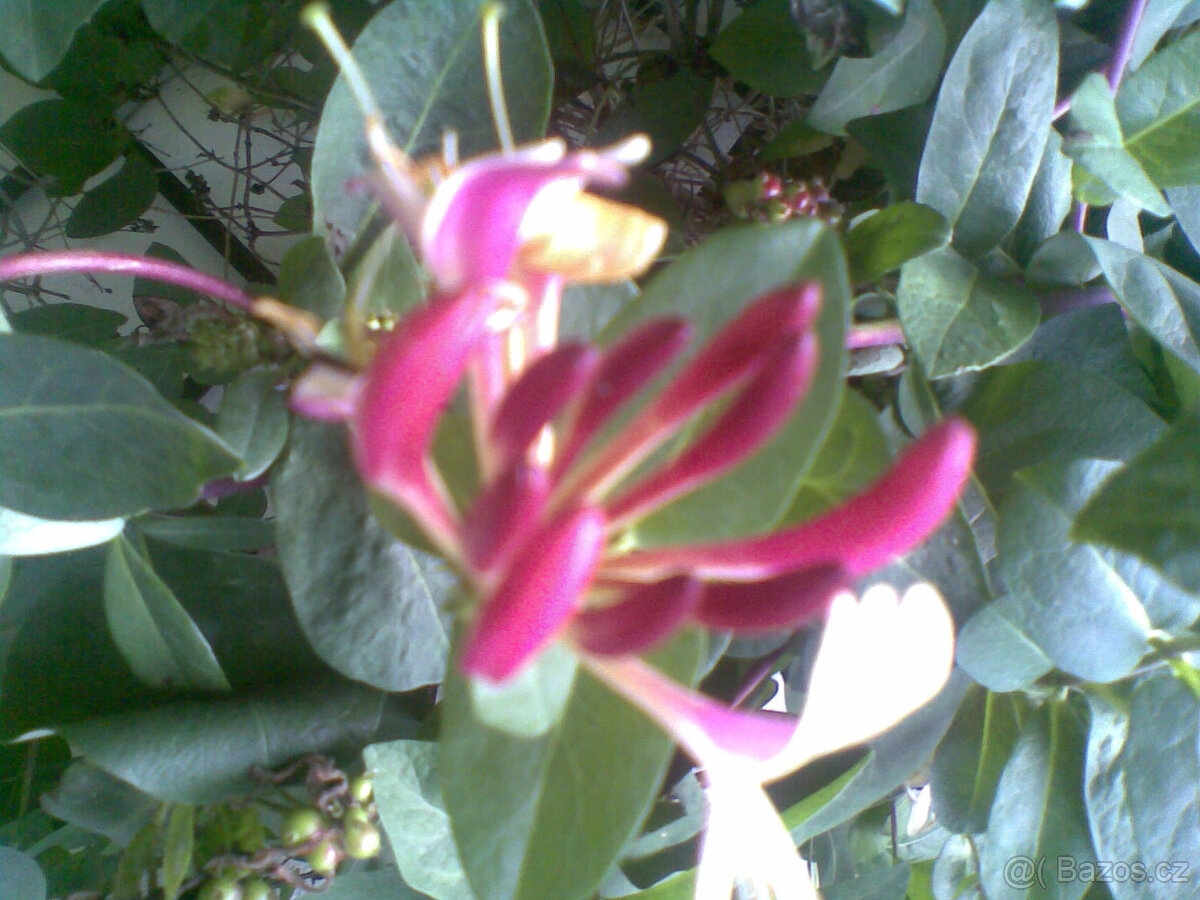 lonicera červená, pnoucí vonící dřevina, sazenice