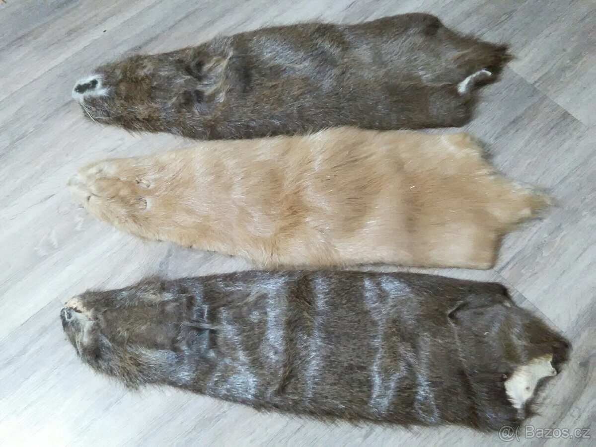 Kožky z nutrie