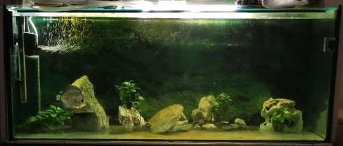 Prodám akvárko 120 cm x 50 cm x 40 cm.