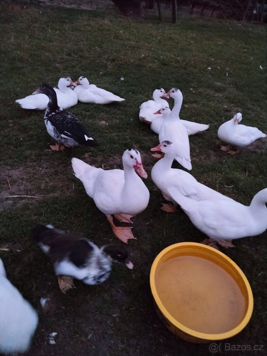 Kachna pižmová