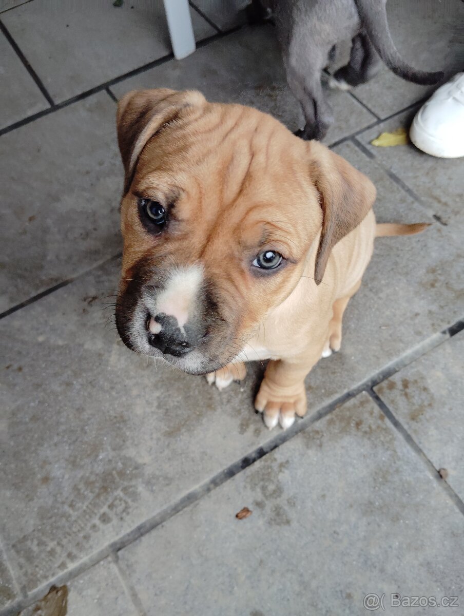 Americký stafordšírský teriér