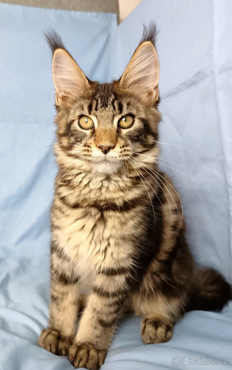 Mainská mývalí- kočička s PP