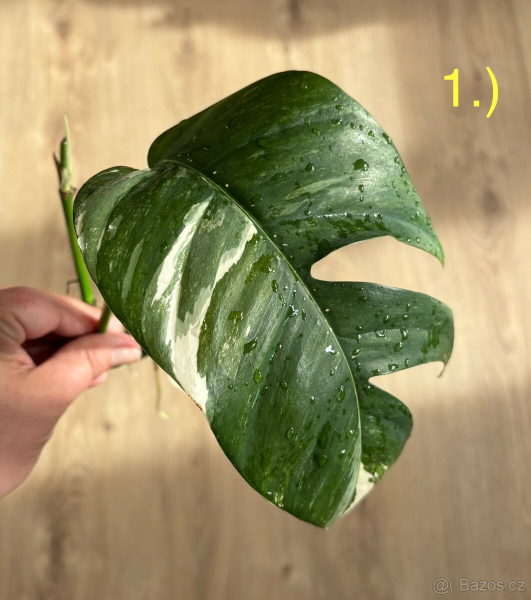 Epipremnum pinnatum ‘Variegata’