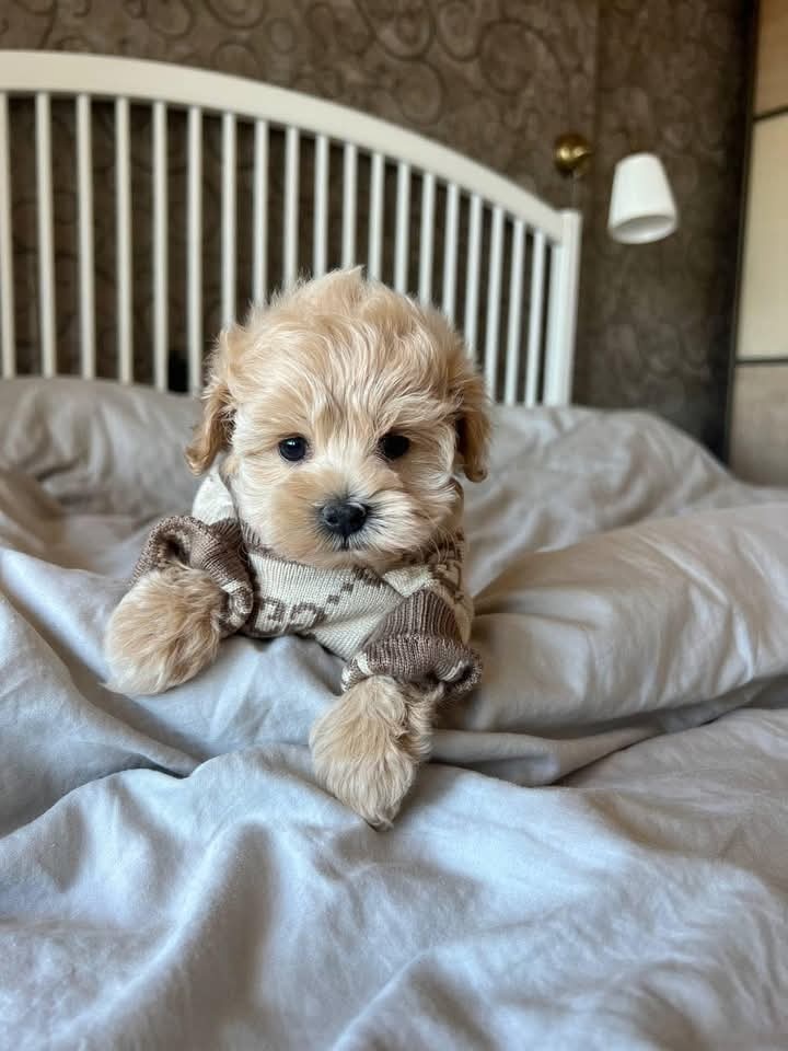Maltipoo F1, karamelová barva
