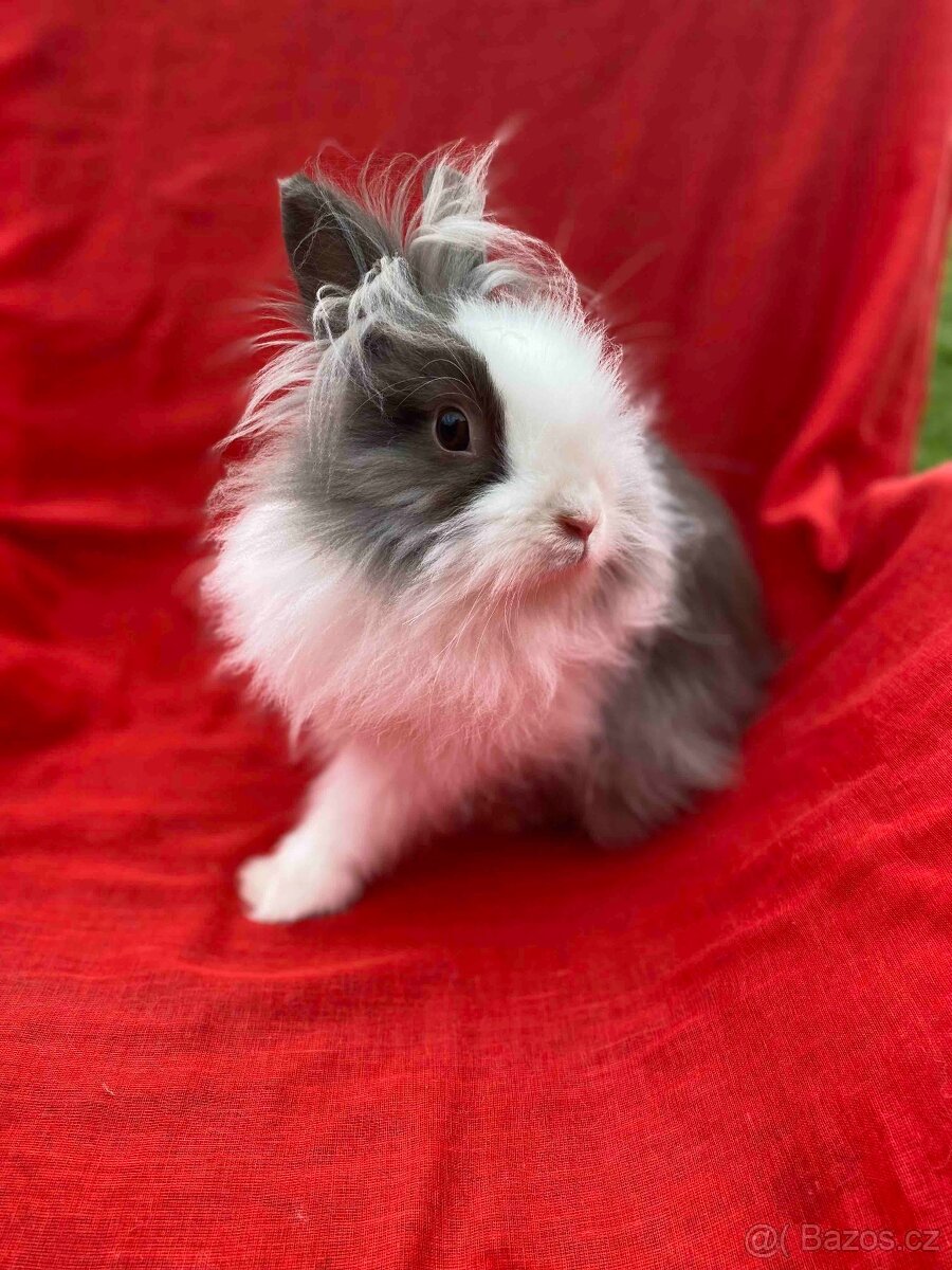 ZAKRSLÝ TEDDY KRÁLÍČEK - KRÁLÍČCI