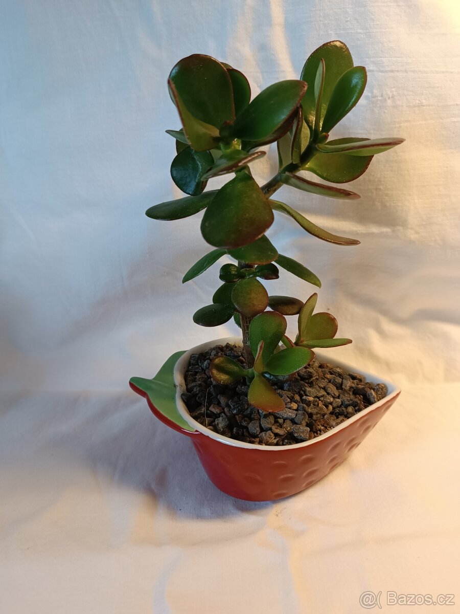 Tlustice - pokojové rostliny včetně květináčů