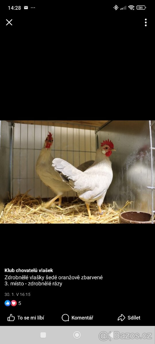 Koupím Násadová vajíčka nebo chovný kmen zdrobnělé vlašky.